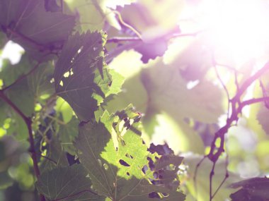 güneş ışığı arka planda üzüm yaprakları yakın 