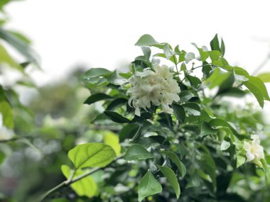 yeşil ağaç yaprakları ve beyaz çiçekler çiçeklenme yakın 