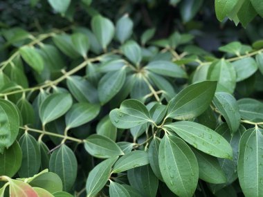 arka plan olarak yeşil ağaç yaprakları yakın 