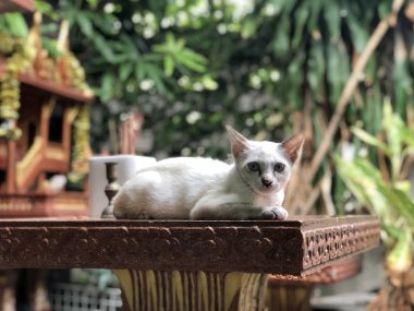 sevimli beyaz kedi masada açık yatan, kameraya bakarak 
