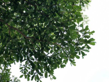 gökyüzü arka planda ağaç yaprakları