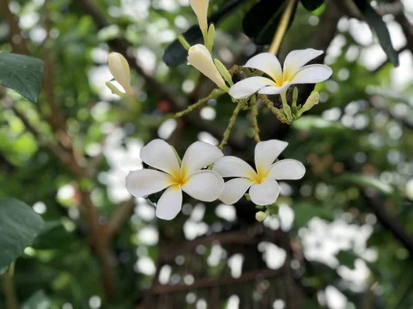 Închide Florile Albe Înflorind Timpul Zilei — Fotografie, imagine de stoc