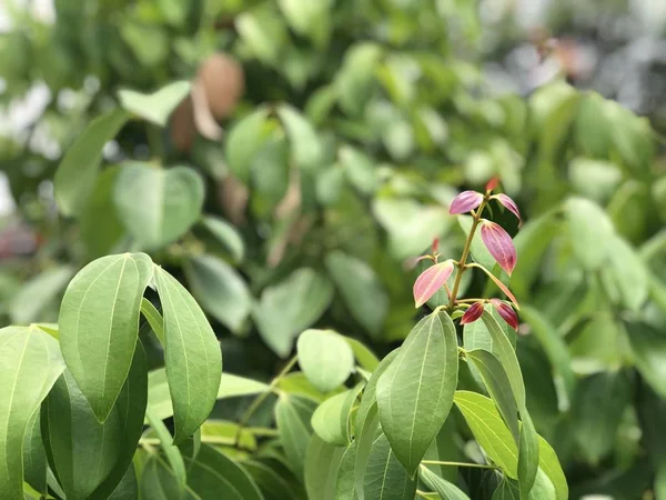 Close Folhas Árvore Verde Vermelho Como Fundo — Fotografia de Stock