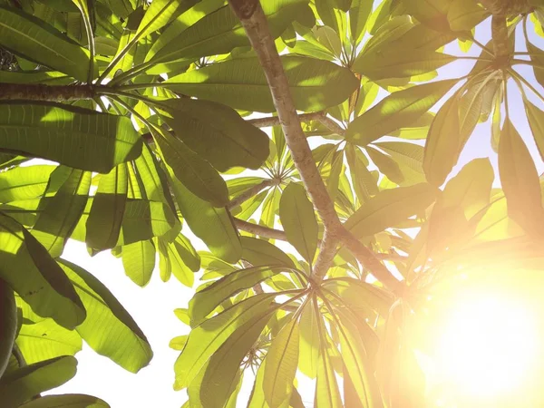 close up of fig leaves on sun light background