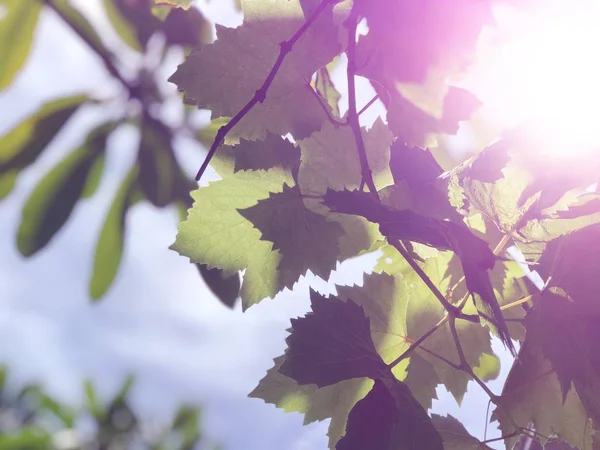 Крупним Планом Листя Винограду Фоні Сонячного Світла — стокове фото
