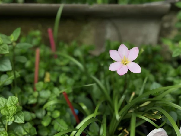 close up of pink flower in pot at home