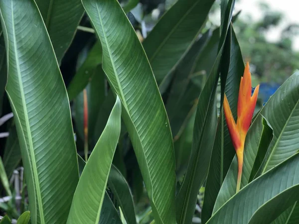 Close Van Groene Bladeren Oranje Bloem Als Achtergrond — Stockfoto