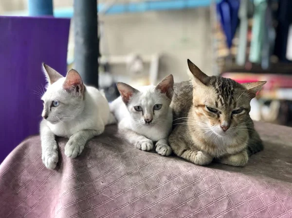 Drie Schattige Katten Zittend Stoel Thuis — Stockfoto