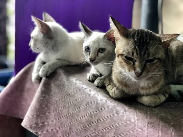 Tre Gatti Carini Seduti Sulla Sedia Casa — Foto Stock