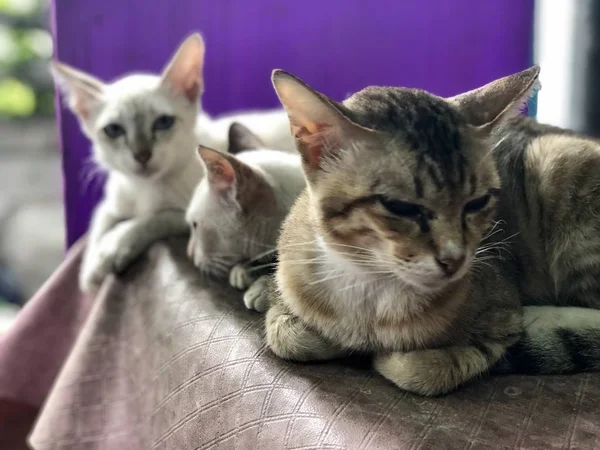 Três Gatos Bonitos Sentados Cadeira Casa — Fotografia de Stock