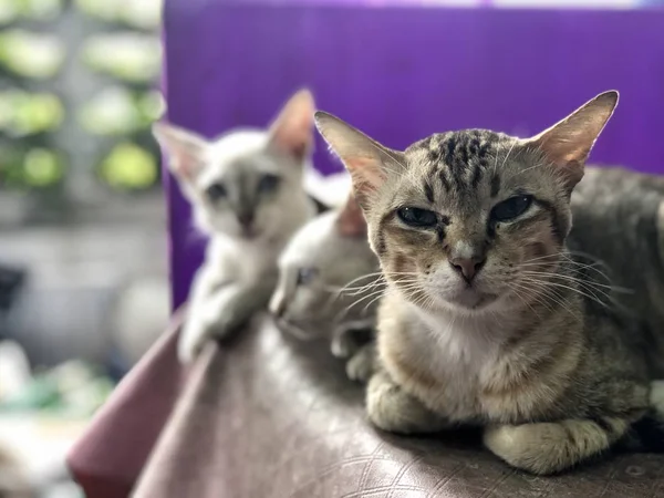 Três Gatos Bonitos Sentados Cadeira Casa — Fotografia de Stock