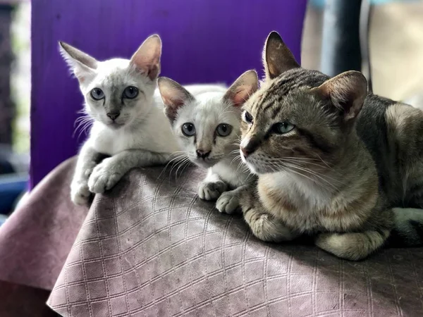 Tre Gatti Carini Seduti Sulla Sedia Casa — Foto Stock