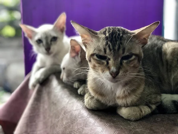 evde sandalyede oturan üç sevimli kedi 