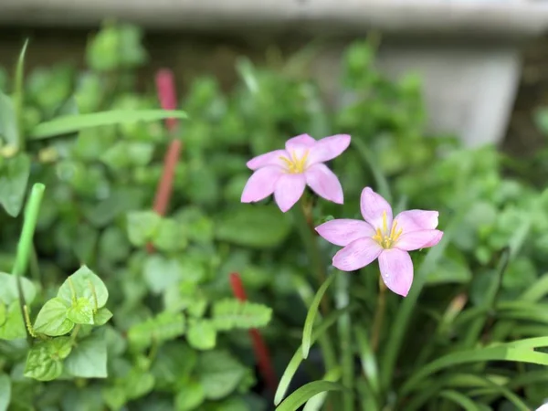 close up of pink flowers in pot at home