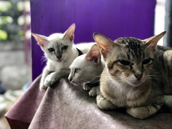 Drie Schattige Katten Zittend Stoel Thuis — Stockfoto