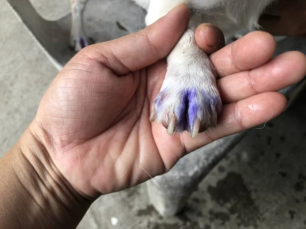 Primer Plano Mano Masculina Sosteniendo Pata Del Perro —  Fotos de Stock