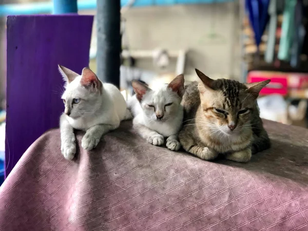 Τρεις Χαριτωμένες Γάτες Κάθονται Στην Καρέκλα Στο Σπίτι — Φωτογραφία Αρχείου