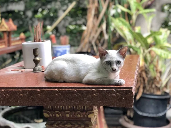 Sevimli Beyaz Kedi Masada Açık Yatan Kameraya Bakarak — Stok fotoğraf