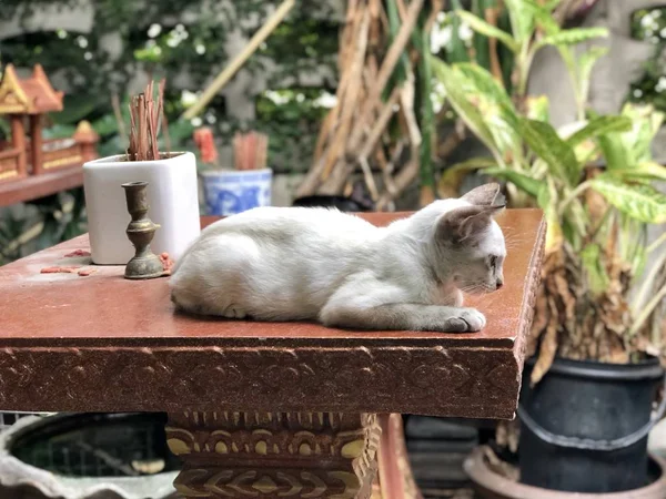 Vista Laterale Carino Gatto Bianco Sdraiato Sul Tavolo All Aperto — Foto Stock