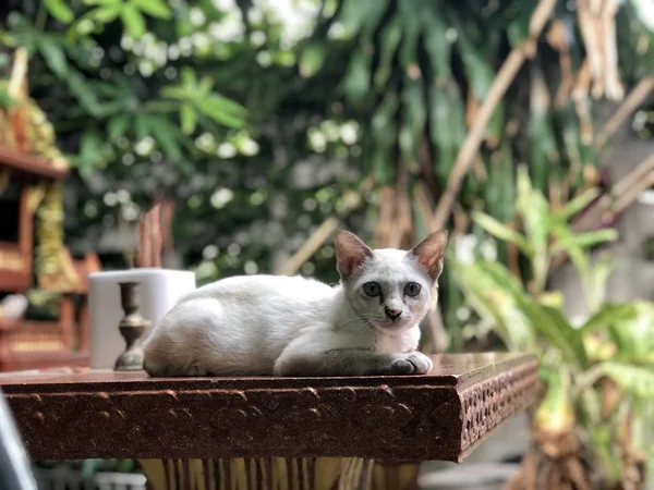 Carino Gatto Bianco Sdraiato Sul Tavolo All Aperto Guardando Fotocamera — Foto Stock