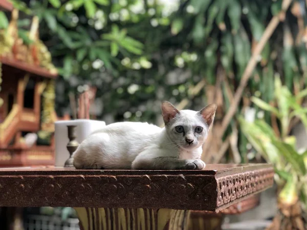 Sevimli Beyaz Kedi Masada Açık Yatan Kameraya Bakarak — Stok fotoğraf