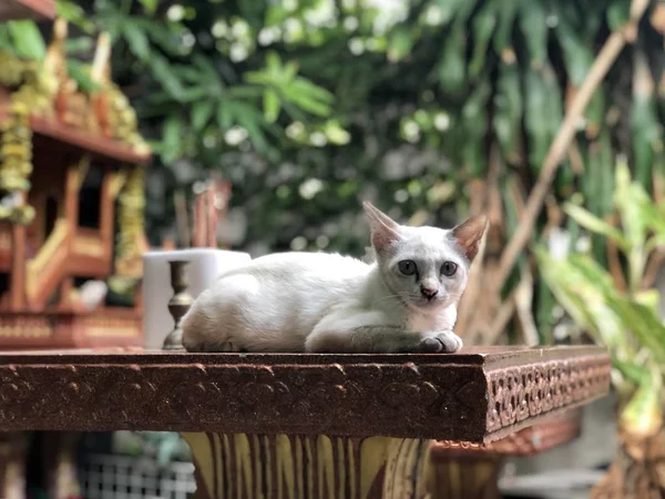 Sevimli Beyaz Kedi Masada Açık Yatan Kameraya Bakarak — Stok fotoğraf