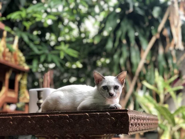 Niedliche Weiße Katze Liegt Draußen Auf Dem Tisch Und Blickt — Stockfoto