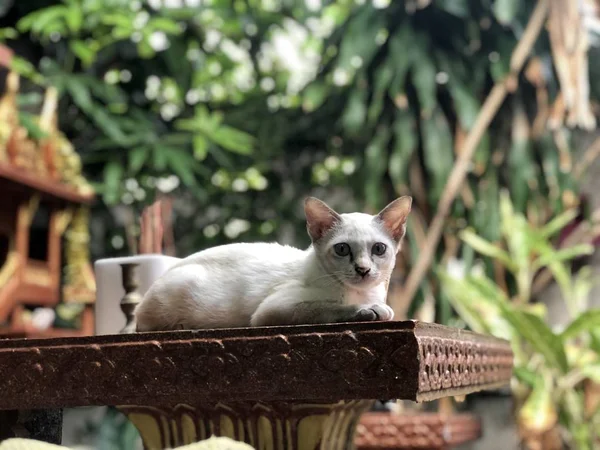 Carino Gatto Bianco Sdraiato Sul Tavolo All Aperto Guardando Fotocamera — Foto Stock