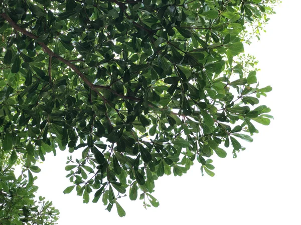 Baum Laub Auf Himmel Hintergrund — Stockfoto