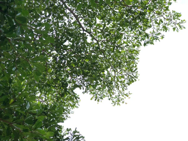 Baum Laub Auf Himmel Hintergrund — Stockfoto