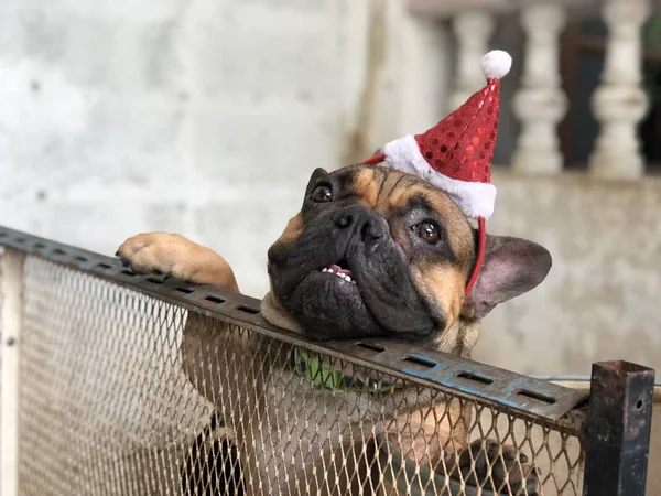 Kırmızı Santa şapka sevimli fransız bulldog köpek yavrusu