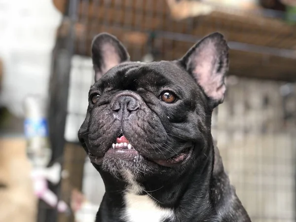 Cachorrinho Bulldog Francês Adorável — Fotografia de Stock