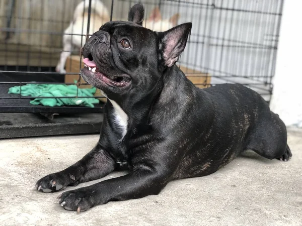 Adorable Bouledogue Français Chiot Mensonge — Photo