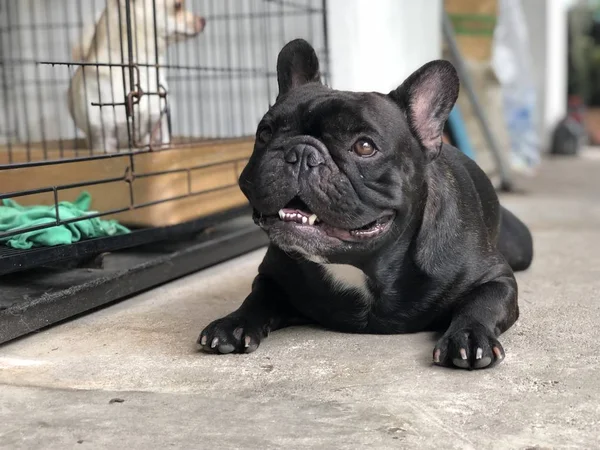 Entzückende Französische Bulldogge Welpe Liegend — Stockfoto