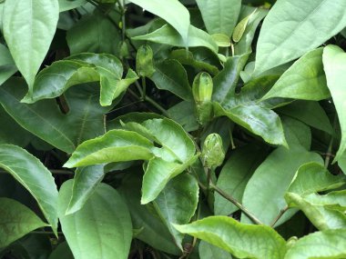 Çarkıfeleğin güzel yeşil yaprakları botanik bahçesinde yetişir. Doğal arka plan, yaz ışığı altında çiçek açan mercekler. Tropik botanik ağaçları. Seçici odak.