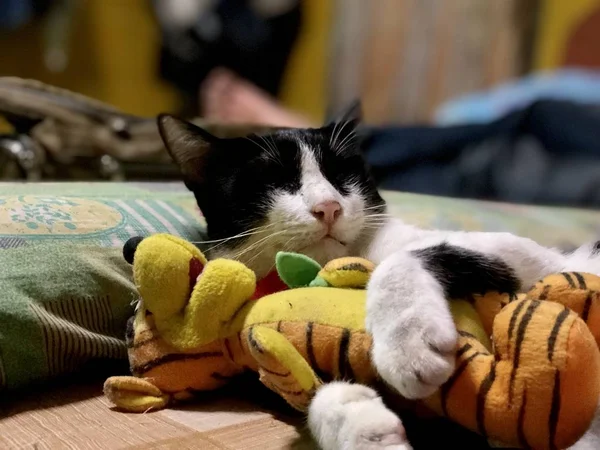 Bedårande Svart Kattunge Sova Liggande Kudden Söt Katt — Stockfoto