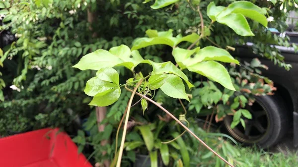 Hermosas Hojas Verdes Frutas Pasión Crecimiento Jardín Botánico Fondo Natural — Foto de Stock