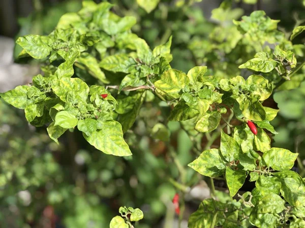 Betegségek Rovarok Növények Koncepcióját Zöld Levelek Chili Növények Fertőzött Pepper — Stock Fotó