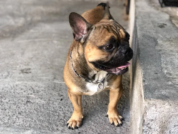 Lindo Bulldog Francés Cachorro — Foto de Stock