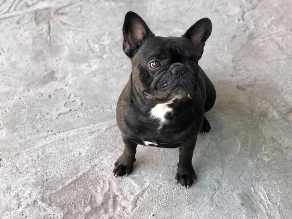 Fransız bulldog köpek yavrusu hareket etme ve çimento katta, sevimli köpek sakin. 