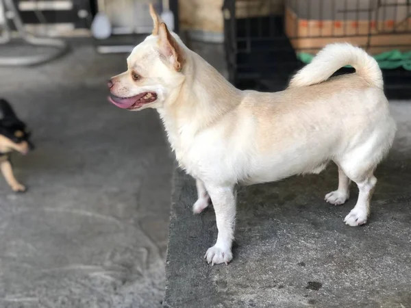 Adorabile Chihuahua Cane Cucciolo Stare Fermo Calmo Sul Pavimento Cemento — Foto Stock