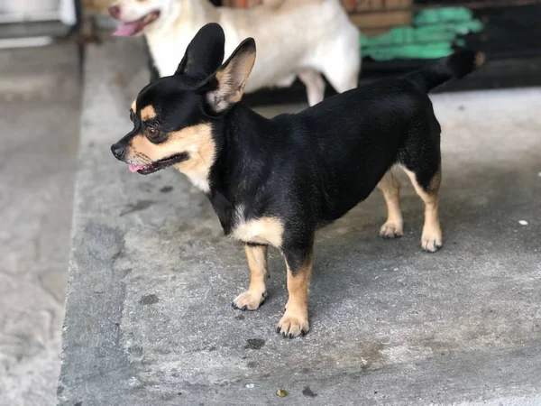Entzückender Chihuahua Hundewelpe Bleibt Ruhig Und Ruhig Auf Zementboden Süßer — Stockfoto