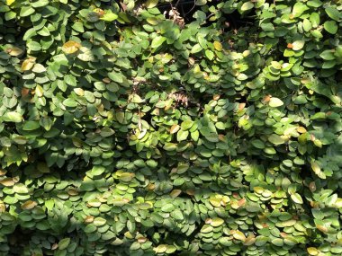 Arkaplan, arkaplan, duvar kağıdı, doğa çerçevesi, yeşil sahne vs. olarak kullanılan birden fazla küçük yeşil yapraklı çalılığın doğal arkaplanı