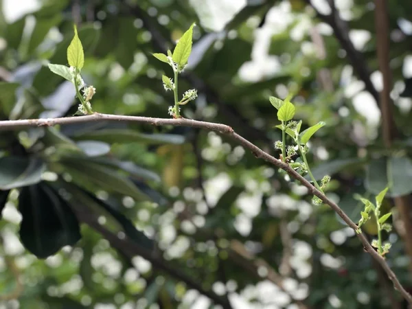 Sziluett Gyönyörű Zöld Levelek Eperfa Növények Növekedését Botanikus Kertben Természetes — Stock Fotó