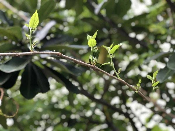 Silhouette Schöne Grüne Blätter Von Maulbeerpflanzen Wachstum Botanischem Garten Natürlicher — Stockfoto