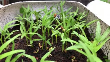 Sebze bahçesinde yetişen Morning Glory tohumları, organik sebzeler. Seçici odak.