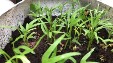 Sebze bahçesinde yetişen Morning Glory tohumları, organik sebzeler. Seçici odak.
