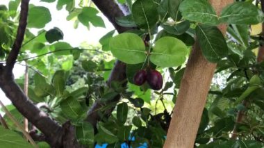 Organik bahçedeki ağaç dalında taze iştah açıcı Karonda meyveleri. Sağlıklı, yüksek vitaminli ve seçici odak için bitki meyveleri..