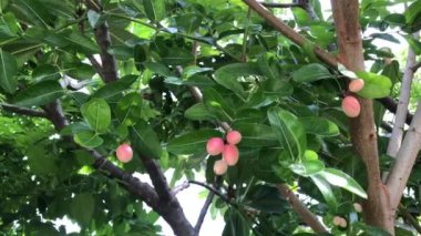 Organik bahçedeki ağaç dalında taze iştah açıcı Karonda meyveleri. Sağlıklı, yüksek vitaminli ve seçici odak için bitki meyveleri..