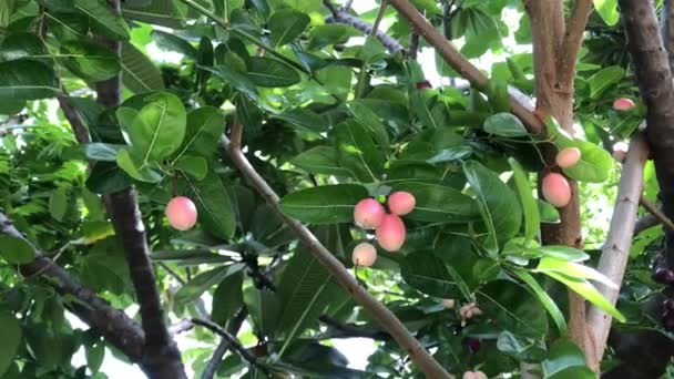 Frisches Appetitanregendes Karonda Fruchtwachstum Astbaum Bio Garten Kräuterfrüchte Für Gesunden — Stockvideo